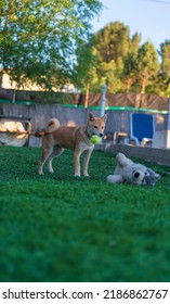 Shiba Inu Puppy Dog ​​playing With A Stuffed Toy