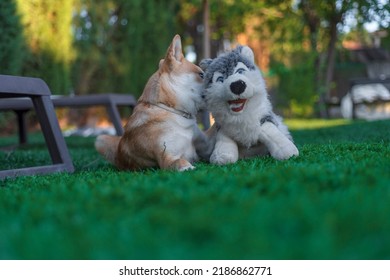 Shiba Inu Puppy Dog ​​playing With A Stuffed Toy