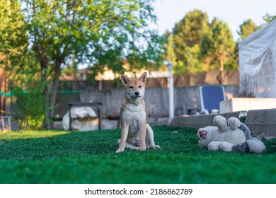 Shiba Inu Puppy Dog ​​playing With A Stuffed Toy