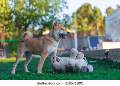 Shiba Inu Puppy Dog ​​playing With A Stuffed Toy