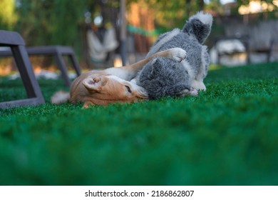 Shiba Inu Puppy Dog ​​playing With A Stuffed Toy