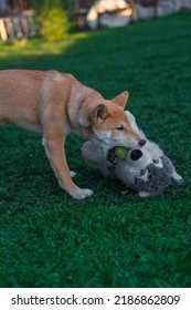 Shiba Inu Puppy Dog ​​playing With A Stuffed Toy