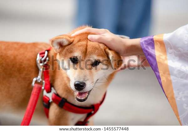 Shiba Inu Puppy Hand Petting Top Royalty Free Stock Image