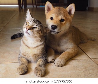 Shiba Inu And Cat 库存照片 图片和摄影作品 Shutterstock