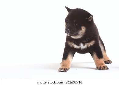 Shiba Inu Puppy White Background