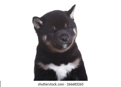 Shiba Inu Puppy White Background Stock Photo Edit Now 266683265