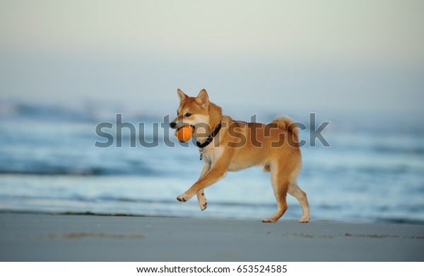 Shiba Inu Running On Ocean Beach Animalswildlife Stock Image