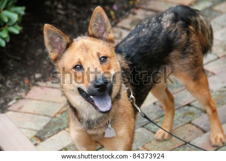 shiba inu shepherd mix の写真素材 今すぐ編集 84373924 shutterstock