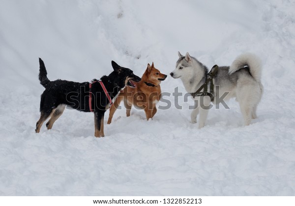 Shiba Inu Siberian Husky Black Mongrel Stock Photo Edit Now