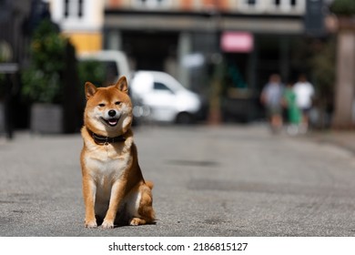 Shiba Inu Smiling. Red Dog Sits On The Street. Happy Pet In The City. 