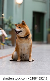 Shiba Inu Smiling. Red Dog Sits On The Street. Happy Pet In The City.