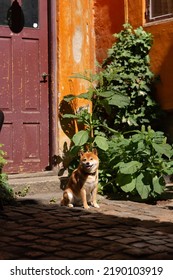 Shiba Inu Smiling. Red Dog Sits On The Street. Happy Pet In The City.