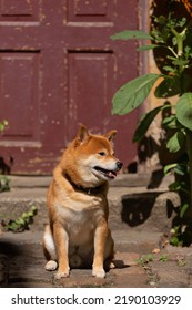 Shiba Inu Smiling. Red Dog Sits On The Street. Happy Pet In The City.