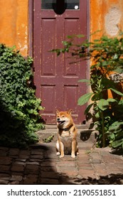 Shiba Inu Smiling. Red Dog Sits On The Street. Happy Pet In The City.