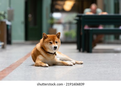 Shiba Inu Smiling. Red Dog Sits On The Street. Happy Pet In The City.