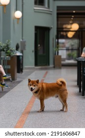 Shiba Inu Smiling. Red Dog Sits On The Street. Happy Pet In The City.