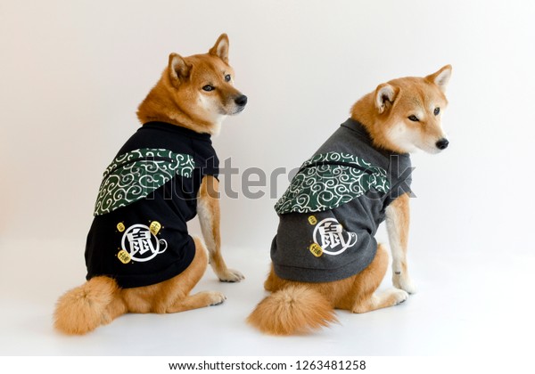 Shiba Inu Turn Around Matching Clothes Stock Photo Edit Now