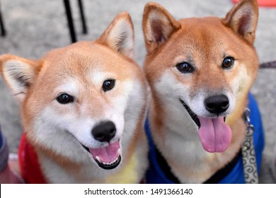 犬笑顔 の写真素材 画像 写真 Shutterstock