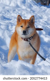 
Shiba Inu Winter, Japanese Dog