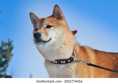 
Shiba Inu Winter, Japanese Dog