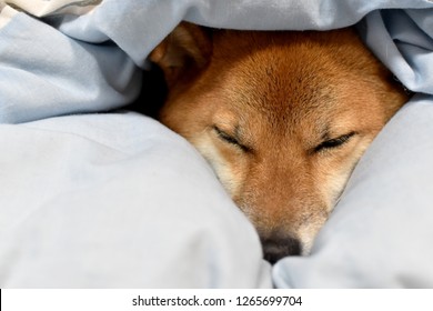 Shiba Inu Wrapped In Futon