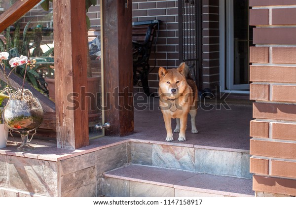 Shibainu Guard Her House Stand Near Stock Photo Edit Now 1147158917