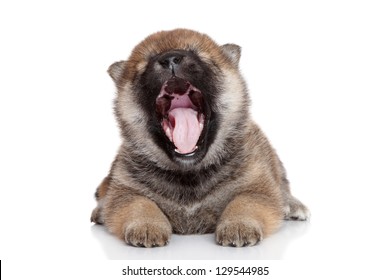 Shiba-inu Puppy Yawn On A White Background