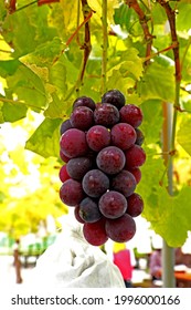 SHIBA-JAPAN-OCTOBER 26 : Detail Of The Fruit Garden In Japan, Vineyard Garden, October 29, 2019, Shiba Province, Japan