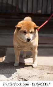 Shibu Inu Dog On Lead In Japan
