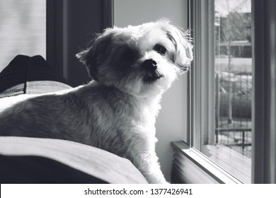 shichon black and white