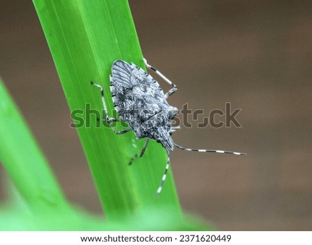 Shield bug beetle insect pest on a plant in a garden