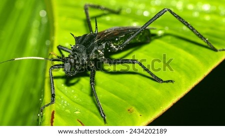 Shield Bug, Chust Bug, Hemiptera, Tropical Rainforest, Napo River Basin, Amazonia, Ecuador, America