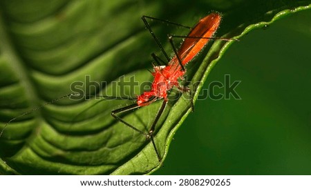 Shield Bug, Chust Bug, Hemiptera, Tropical Rainforest, Napo River Basin, Amazonia, Ecuador, America