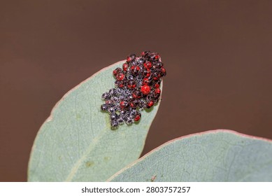 Shield Bug Egg Cluster On Leaf Tip