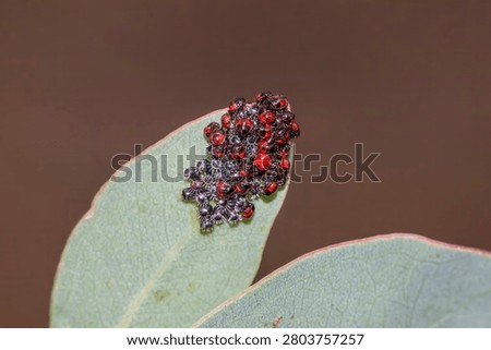 Shield Bug Egg Cluster On Leaf Tip