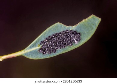 Shield Bug Eggs Clustered on Leaf Surface