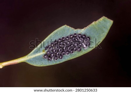 Shield Bug Eggs Clustered on Leaf Surface