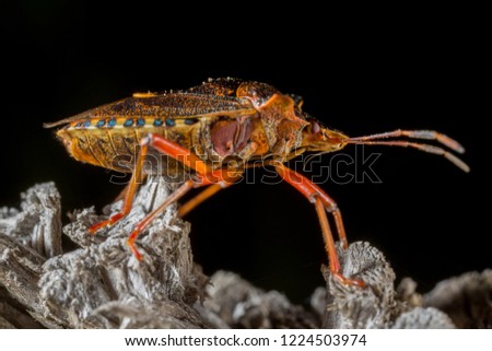 Shield bug (Hemiptera) on a piece of wood