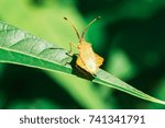 Shield Bug Insect Walking On Leaf
