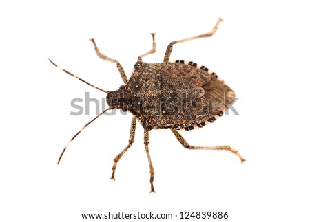Shield bug isolated on white background, macro photo