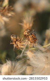shield bug, stink bug, Carpocoris, mating, insect pair, reproduction, thistle, seedhead, dried flower, two, coupling, mate, bug, true bug, Heteroptera, wildlife, macro, closeup, orange, black, striped, golden hour, backlit, meadow, summer, nature, entomology, breeding, life cycle, wild, field, grassland, insect behavior, pollinator habitat, plant, Europe, Romania, evening, bokeh, vertical, nobody