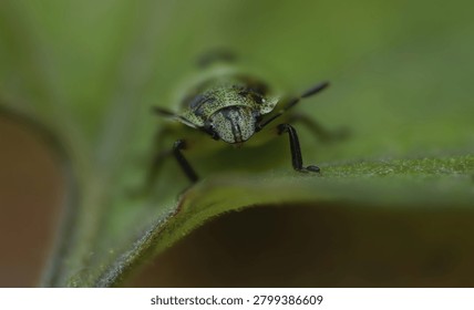 shield bug stink bug close up sitting on leaf in the garden