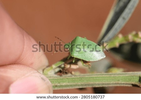 shield bugs or stink bugs, ability to release a pungent defensive spray