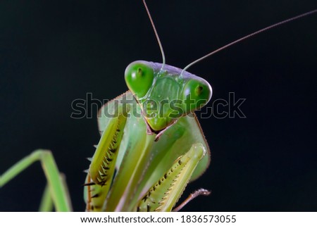 Shield mantis closeup face, Shield mantis closeup on dry leaves