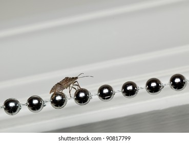 Shield Or Stink Bug Walking Along A Row Of Silver Christmas Decoration Inside Home