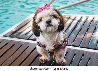 Shih Poo (Shih Tzu) dog. After leaving the sea after swimming