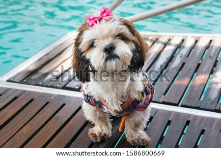 Shih Poo (Shih Tzu) dog. After leaving the sea after swimming