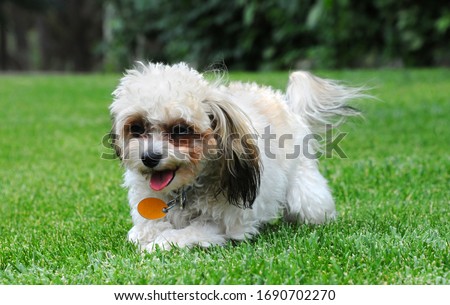 Shih Poo, Shih Tzu and Poodle mix, pants as she runs wild over the green grass of her yard.  Photo is closeup.