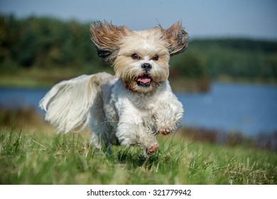 Shih Tzu 