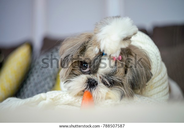 are carrots good for a pekingese